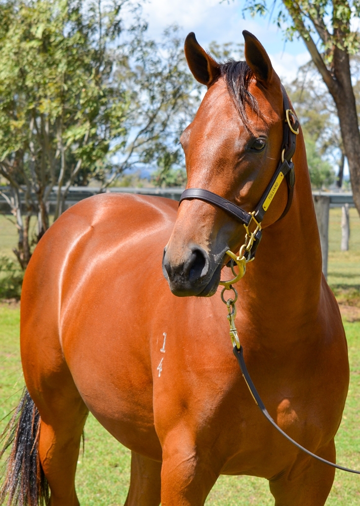 State of Rest (IRE) / Vital Source (AUS) 2024 Filly - Image 2