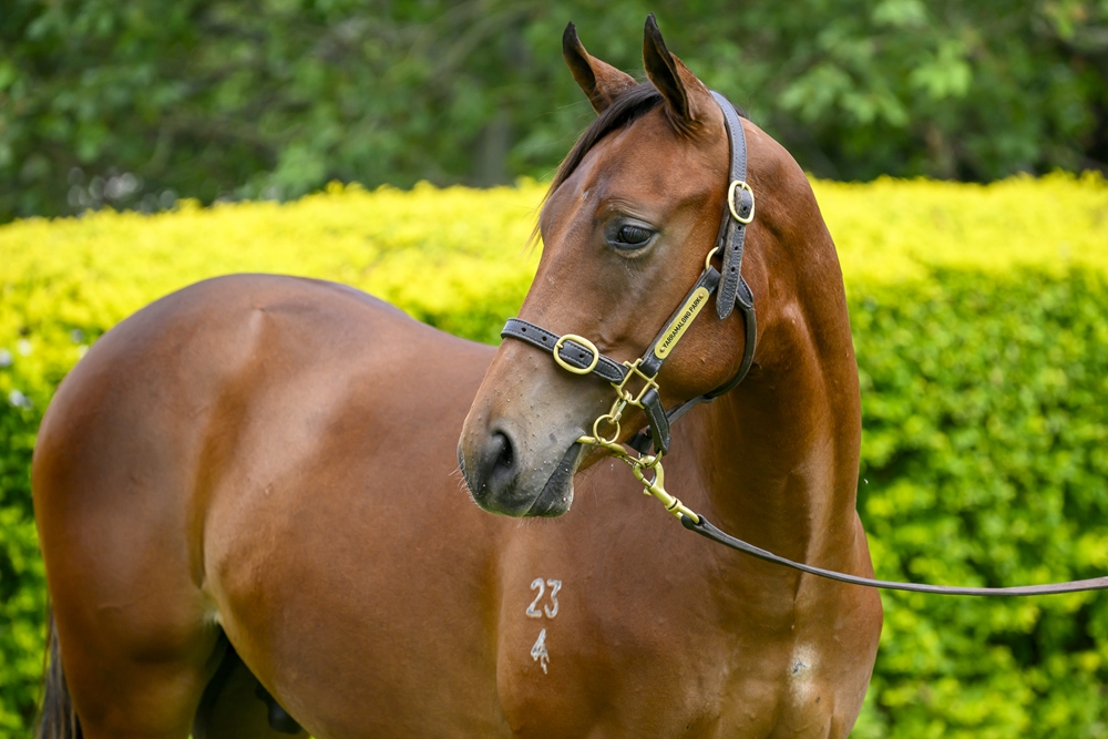 Better Than Ready (AUS) / Glory Game (AUS) 2024 Colt - Image 2