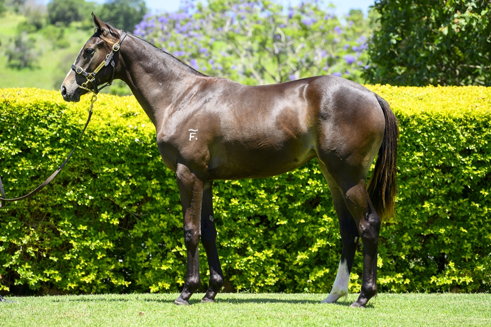 Better Than Ready (AUS) / Regime (USA) 2024 Filly - Image 1