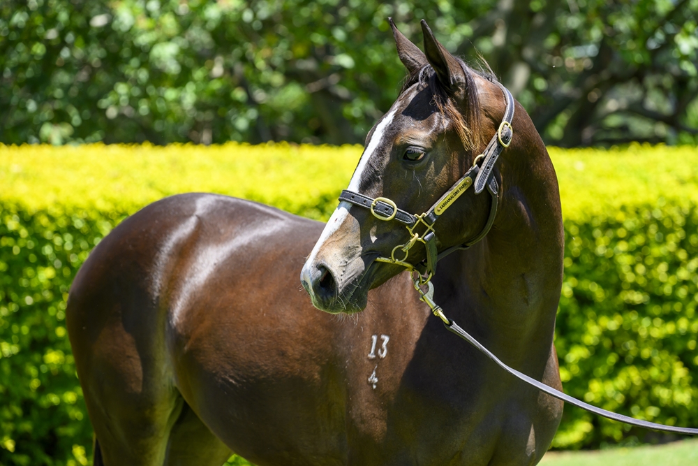 Better Than Ready (AUS) / Regime (USA) 2024 Filly - Image 2