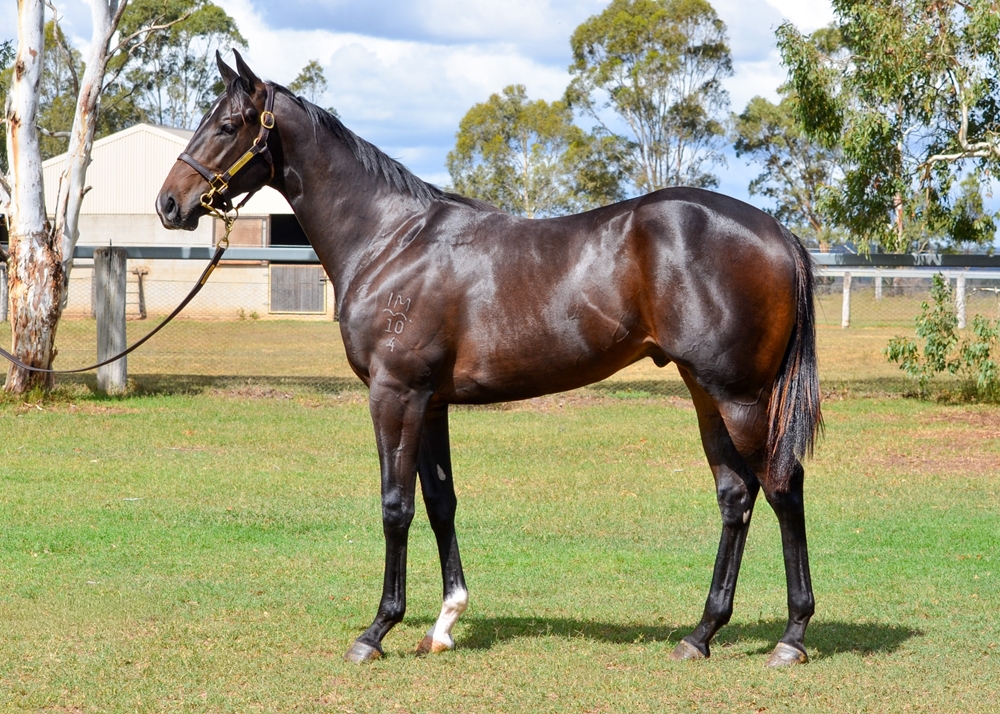 Spirit of Boom (AUS) / Lunar Snitzel (AUS) 2024 Colt - Image 1