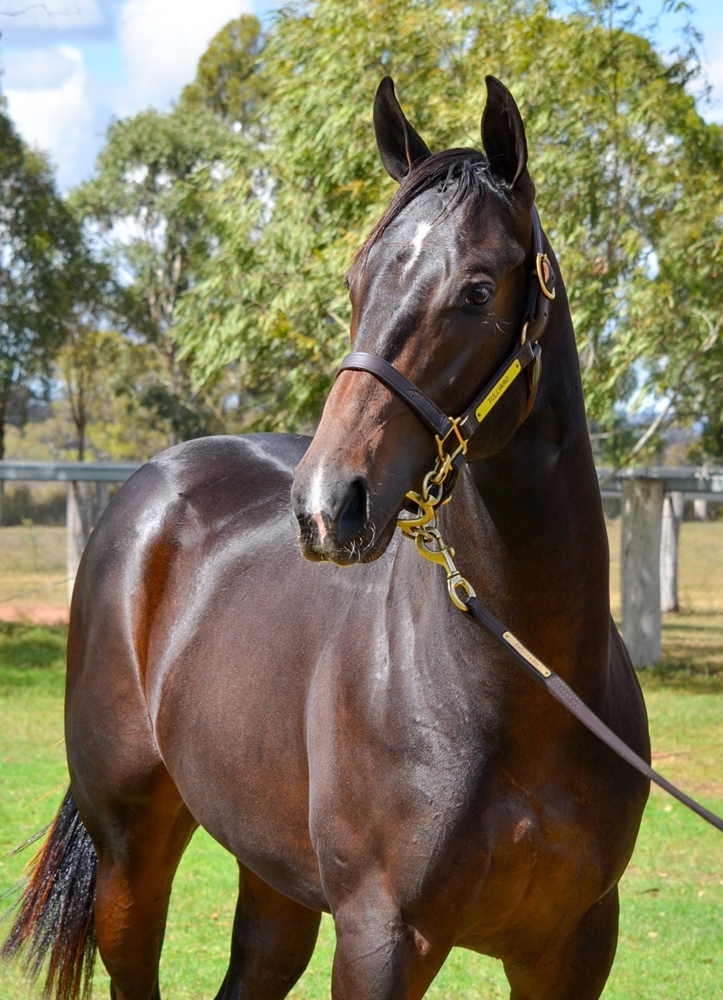 Spirit of Boom (AUS) / Lunar Snitzel (AUS) 2024 Colt - Image 2