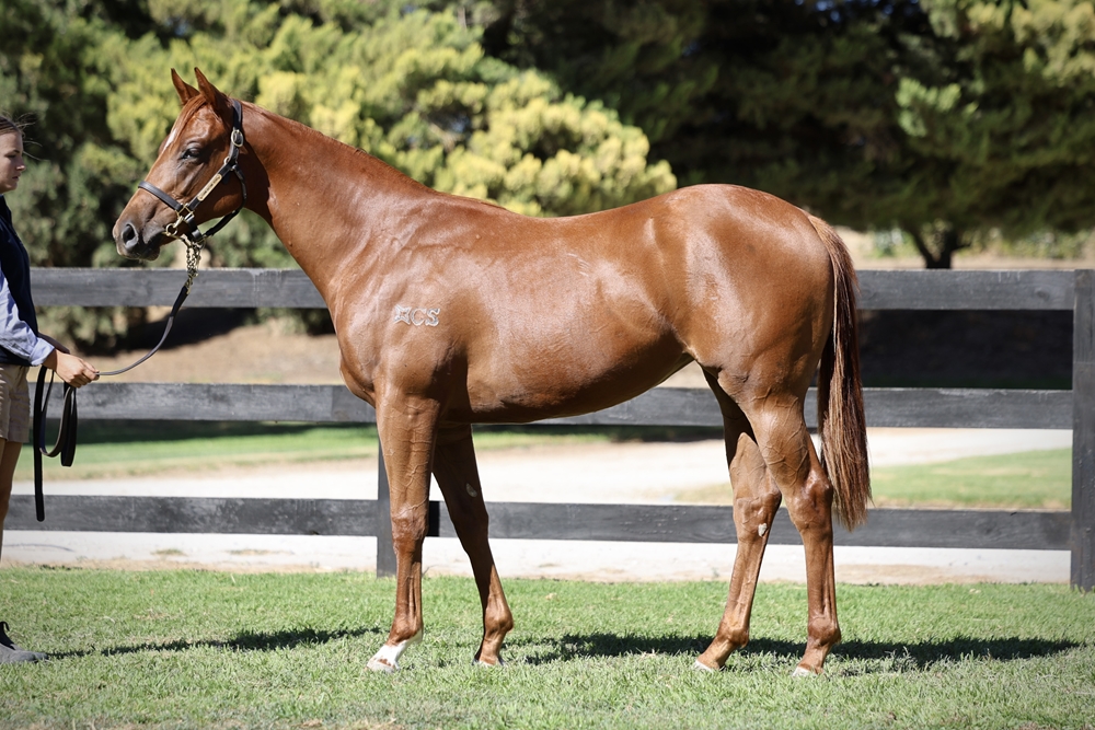 Bivouac (AUS) / Romantic Era (NZ) 2024 Filly - Image 1