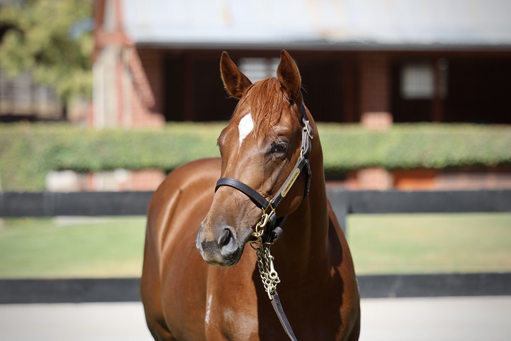 Bivouac (AUS) / Romantic Era (NZ) 2024 Filly - Image 2