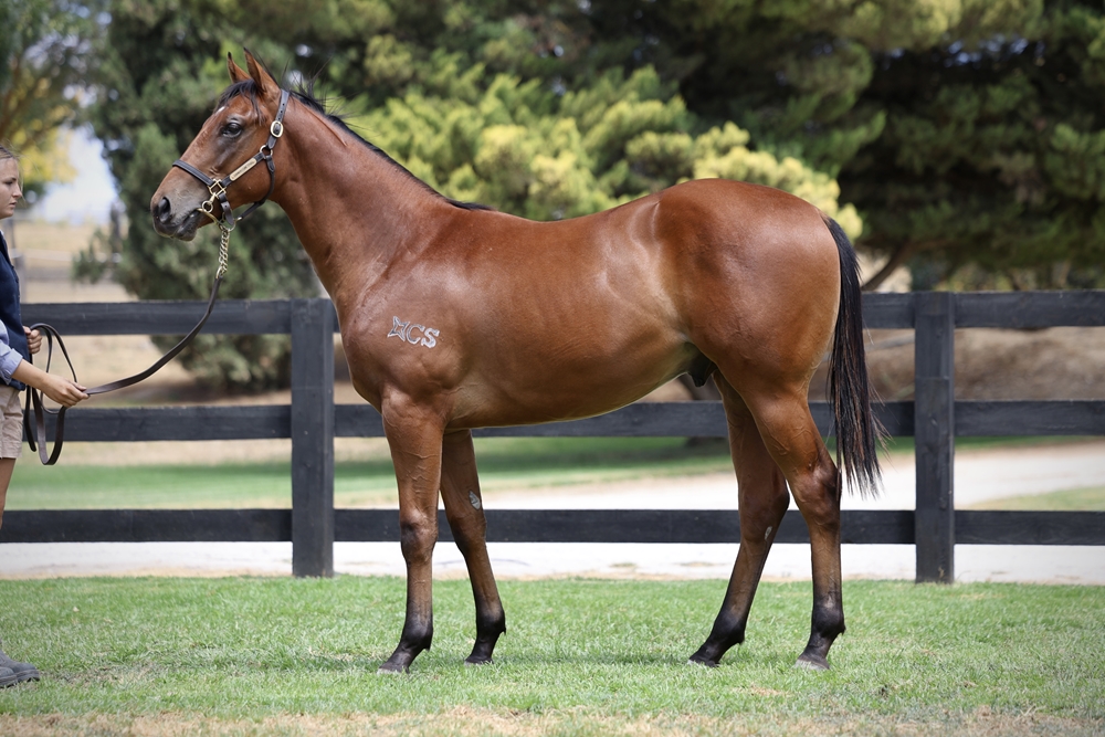 Paulele (AUS) / Triples (AUS) 2024 Colt - Image 1