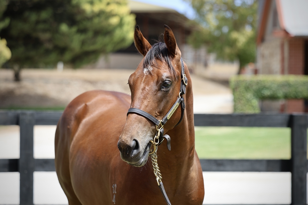 Paulele (AUS) / Triples (AUS) 2024 Colt - Image 2