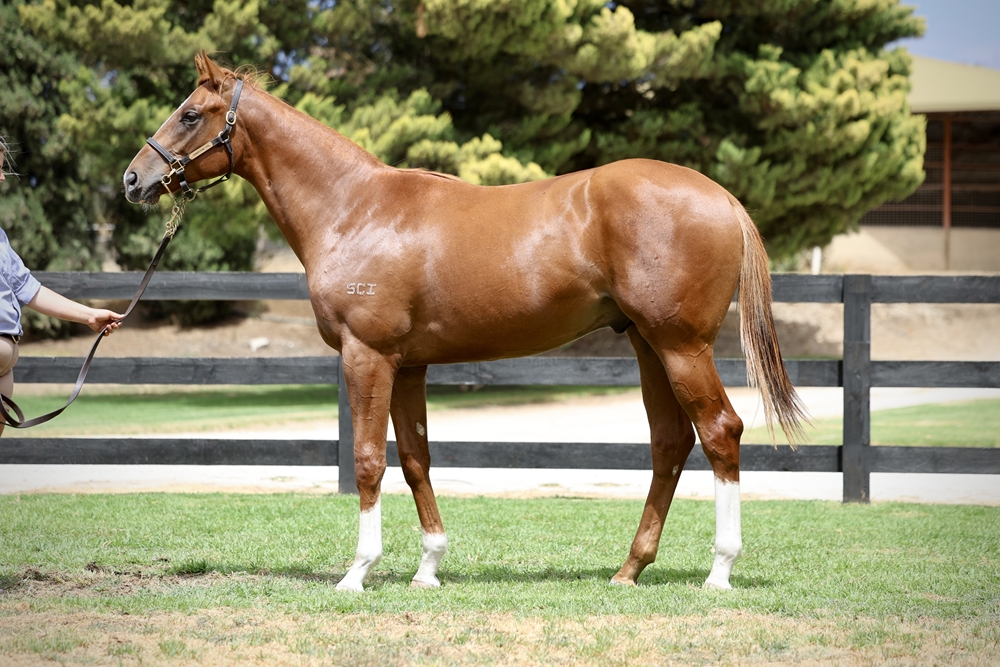 In the Congo (AUS) / Admire Pink (JPN) 2024 Colt - Image 1