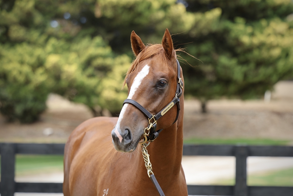 In the Congo (AUS) / Admire Pink (JPN) 2024 Colt - Image 2