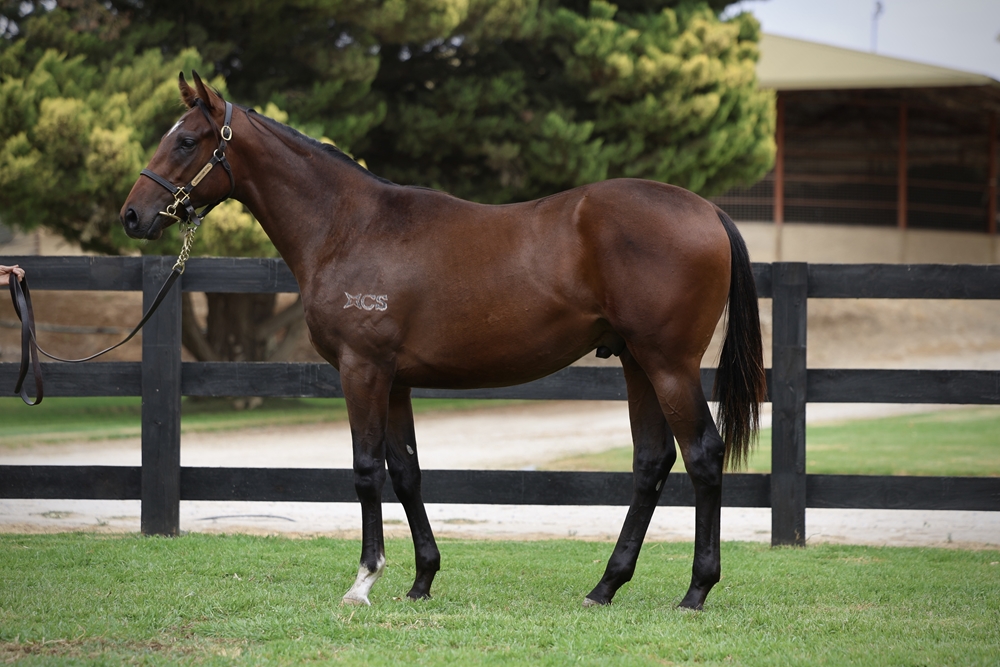 Blue Point (IRE) / Caesura (AUS) 2024 Colt - Image 1