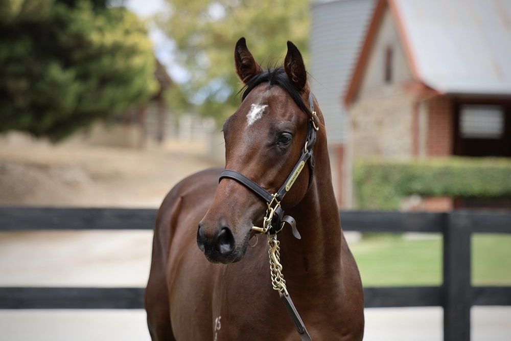 Blue Point (IRE) / Caesura (AUS) 2024 Colt - Image 2