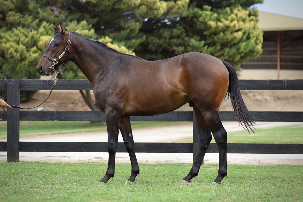 Artorius (AUS) / Catseye Surprise (AUS) 2024 Colt - Image 1