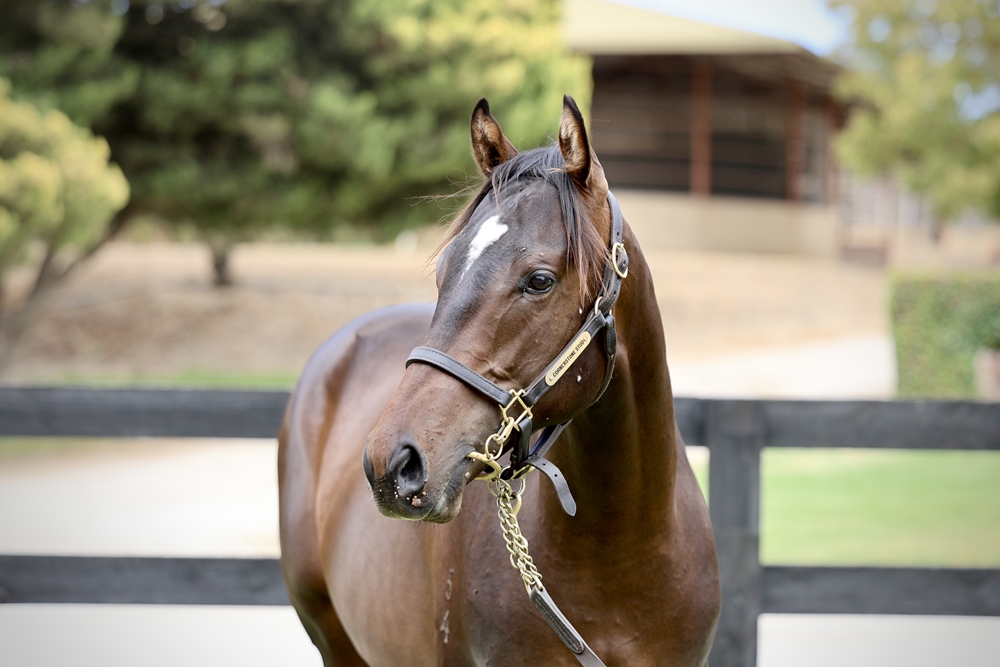 Artorius (AUS) / Catseye Surprise (AUS) 2024 Colt - Image 2