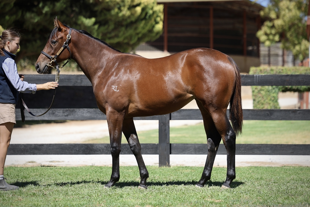 Farnan (AUS) / Diva da Vinci (AUS) 2024 Filly - Image 1