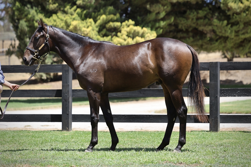 Brave Smash (JPN) / Forager (AUS) 2024 Colt - Image 1