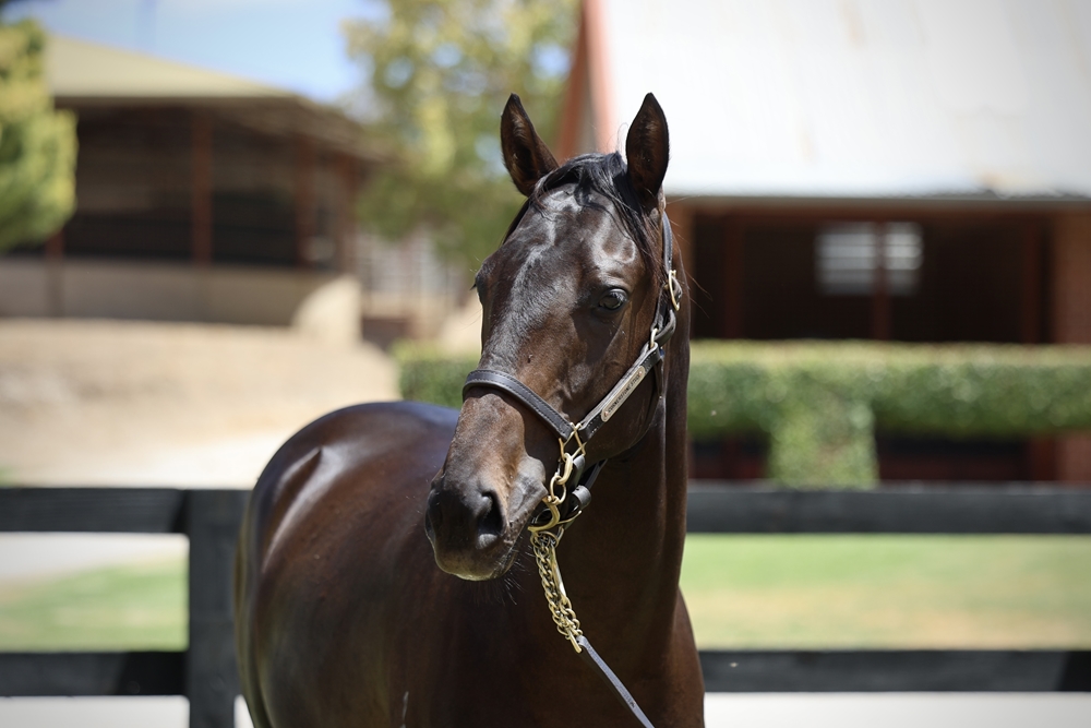 Brave Smash (JPN) / Forager (AUS) 2024 Colt - Image 2