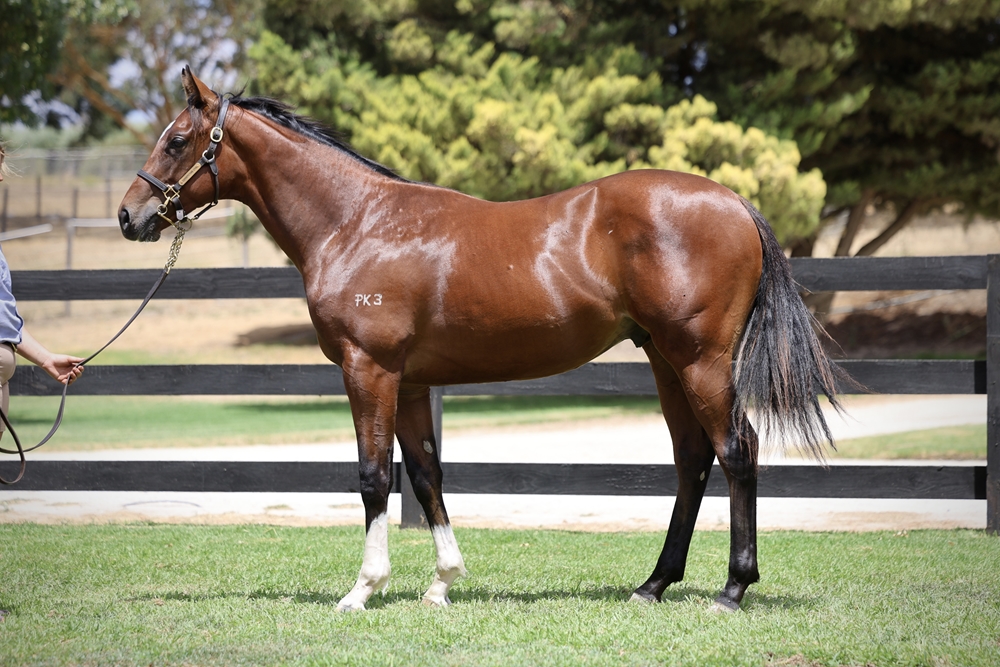 Bruckner (AUS) / Gundum (AUS) 2024 Colt - Image 1