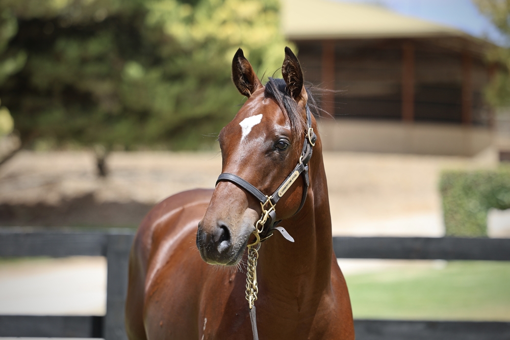 Bruckner (AUS) / Gundum (AUS) 2024 Colt - Image 2
