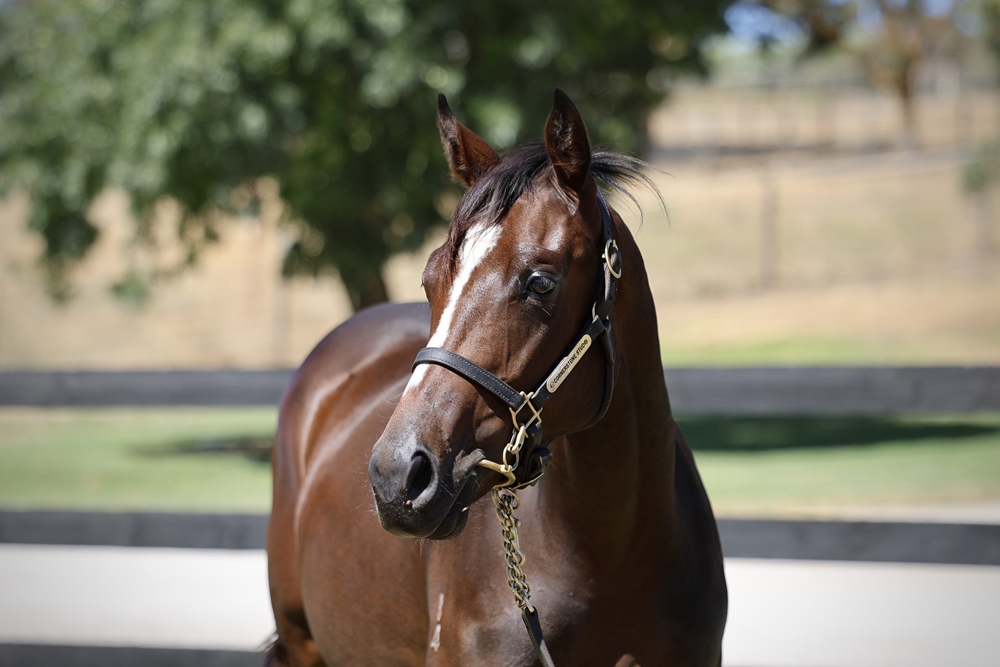 Sejardan (AUS) / Miss Piggy Bank (AUS) 2024 Filly - Image 2