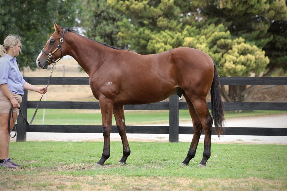 State of Rest (IRE) / Monopole (AUS) 2024 Colt - Image 1