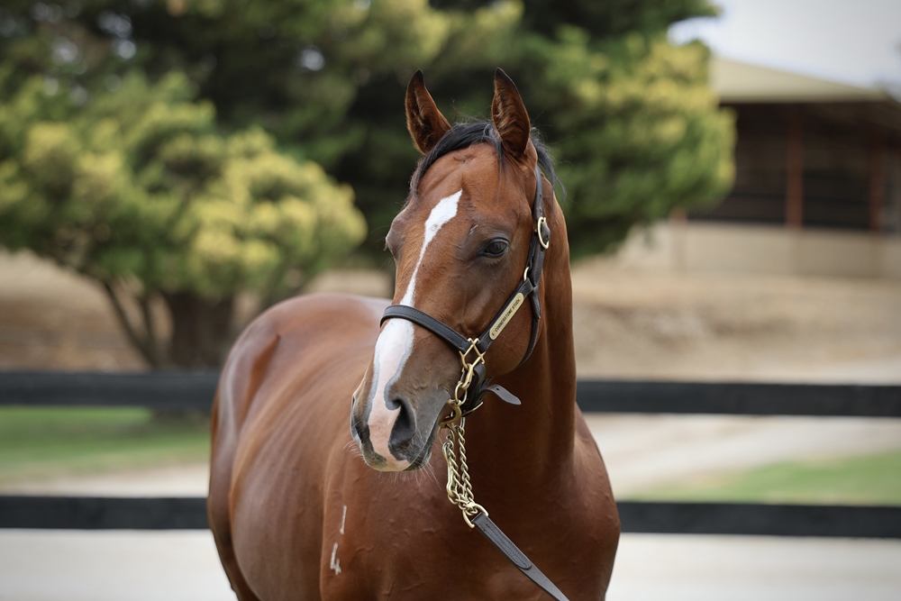 State of Rest (IRE) / Monopole (AUS) 2024 Colt - Image 2