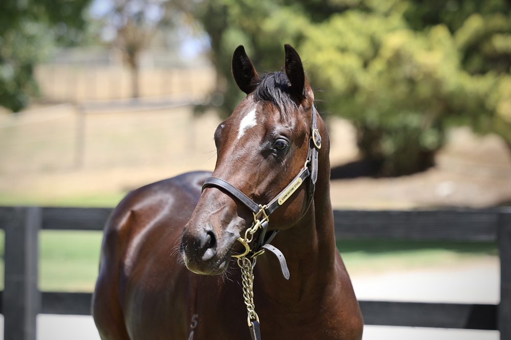 Wooded (IRE) / Oridane (AUS) 2024 Colt - Image 2