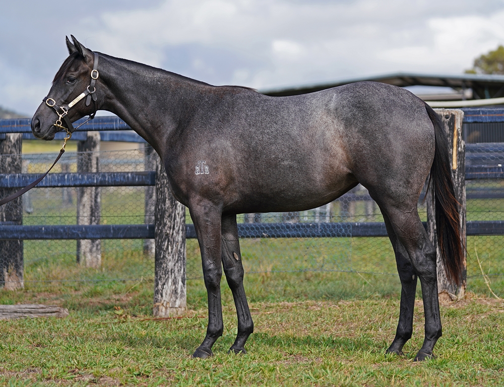 Paulele (AUS) / Tekhila (AUS) 2024 Filly - Image 1