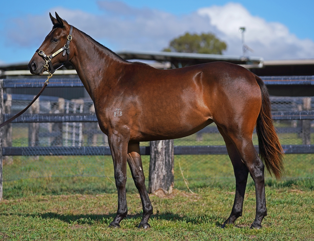 Victor Ludorum (GB) / Dalavia (AUS) 2024 Filly - Image 1