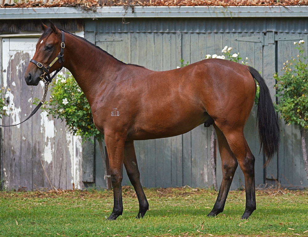 Captivant (AUS) / Elite Dane (AUS) 2024 Colt - Image 1