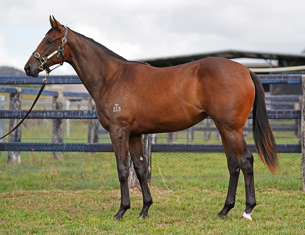 Artorius (AUS) / Foxy Free (AUS) 2024 Filly - Image 1