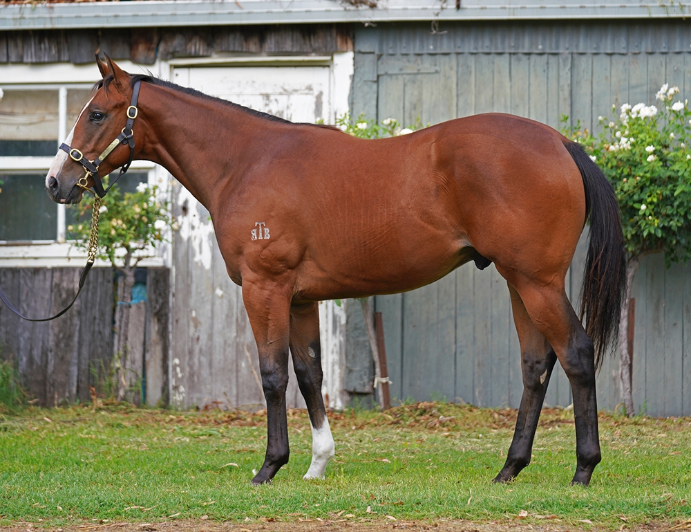 Tassort (AUS) / Impendment (AUS) 2024 Colt - Image 1