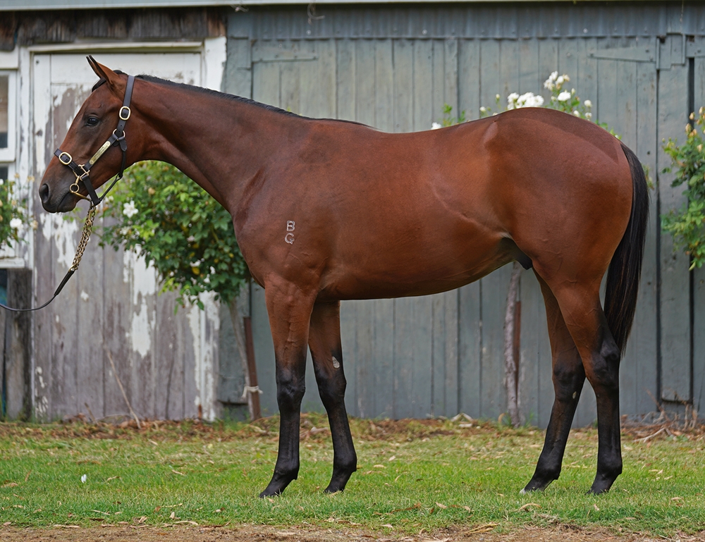 Flying Artie (AUS) / Madam Prancealot (AUS) 2024 Colt - Image 1