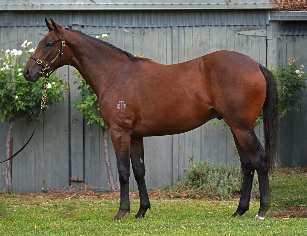 Tassort (AUS) / Portare (AUS) 2024 Colt - Image 1