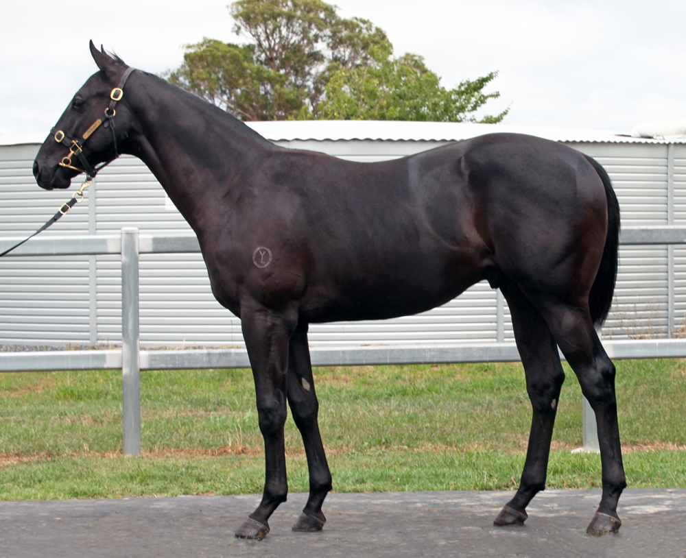 Pierata (AUS) / White Wedding (AUS) 2024 Colt - Image 1