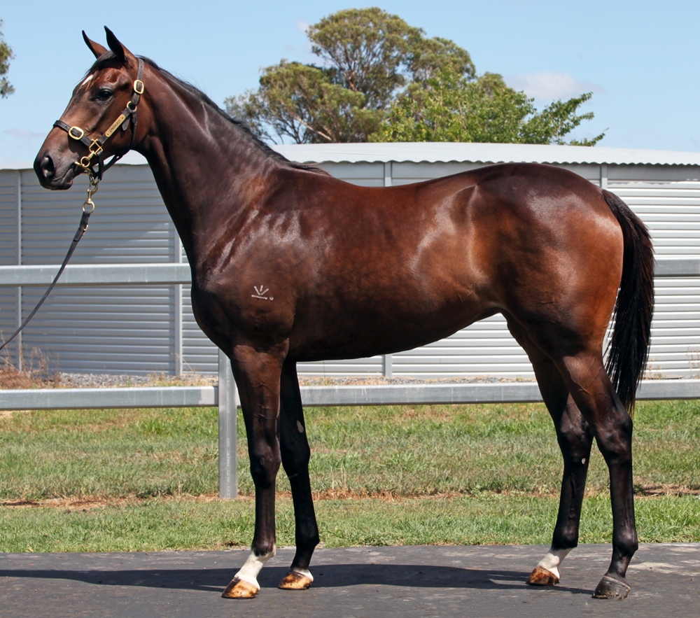 Barbaric (AUS) / Blest With Victory (AUS) 2024 Filly - Image 1