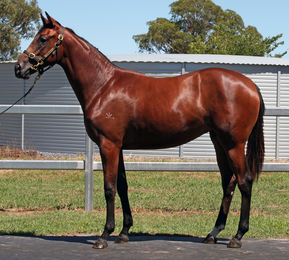 Barbaric (AUS) / Brave Choice (AUS) 2024 Filly - Image 1
