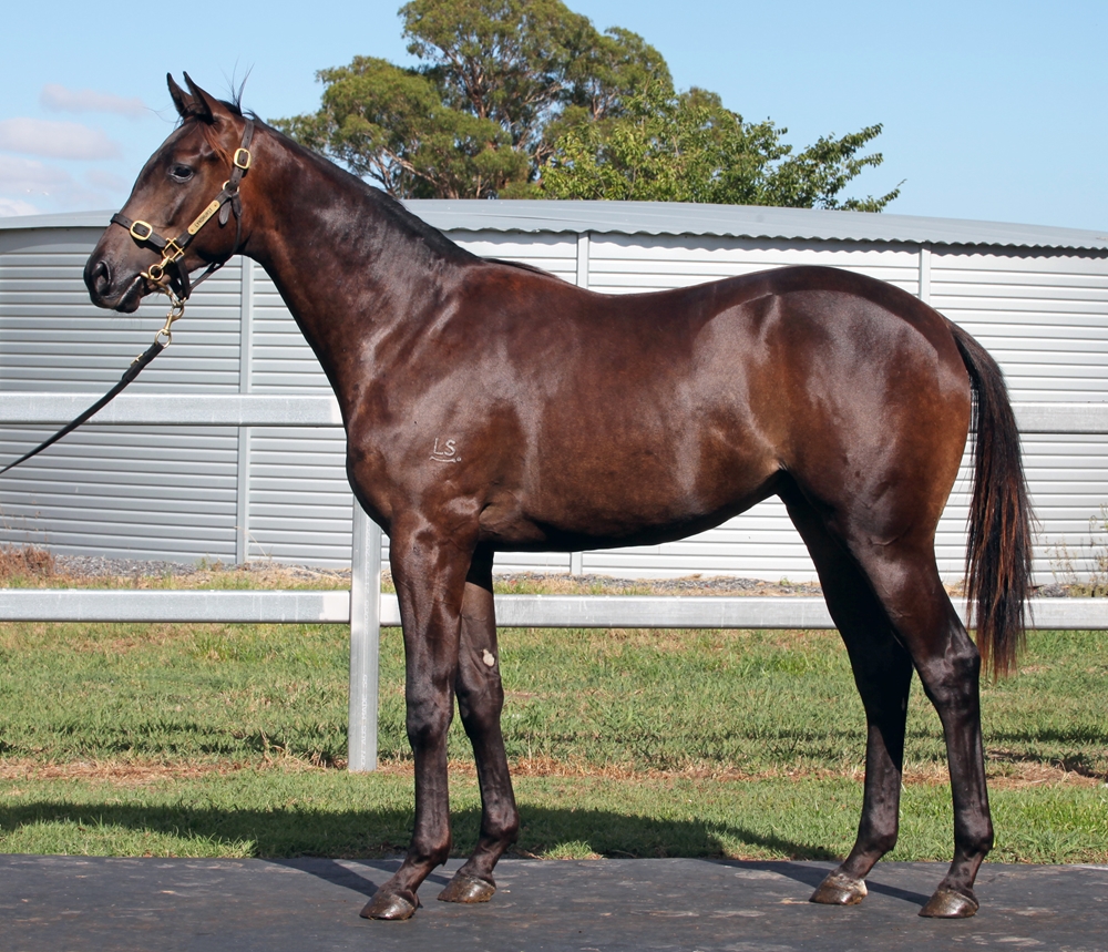 Better Than Ready (AUS) / Cellyse (AUS) 2024 Colt - Image 1
