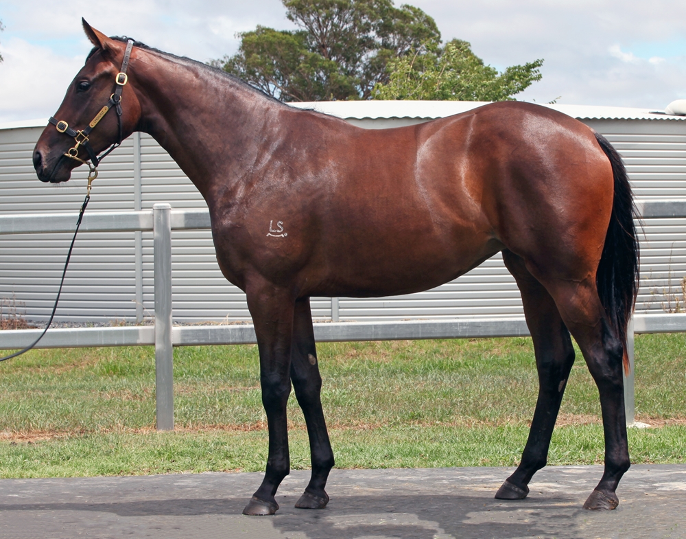 Zousain (AUS) / Crazy Ladies (AUS) 2024 Filly - Image 1