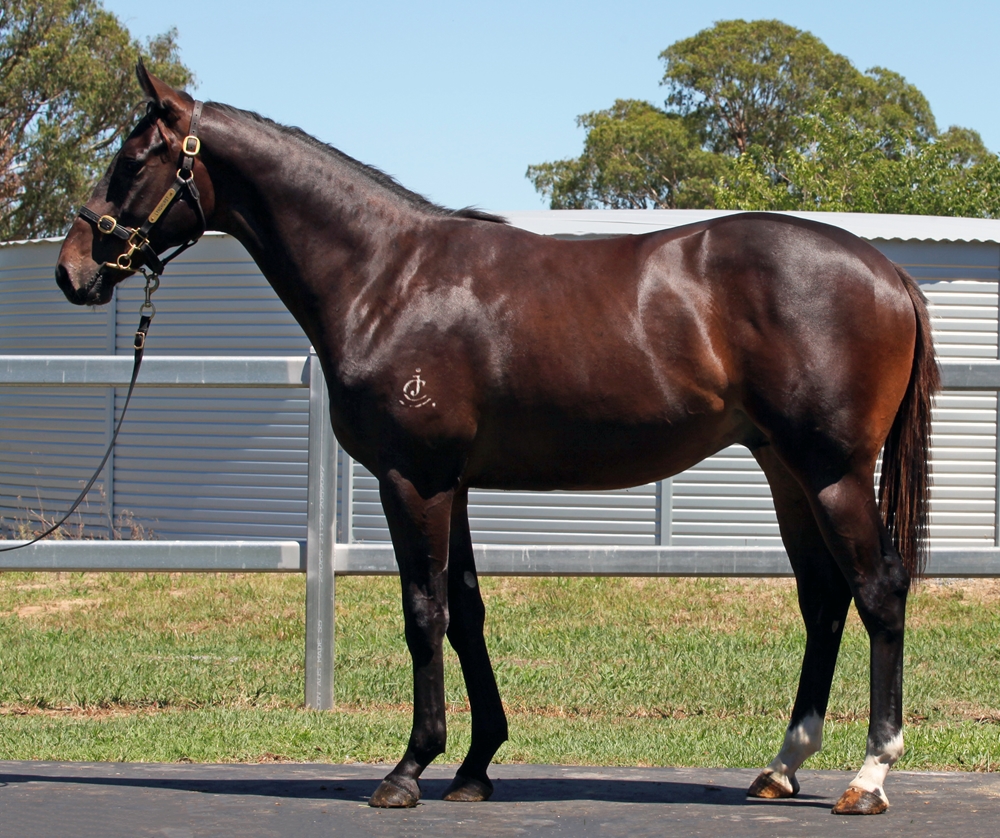 Better Than Ready (AUS) / Culasse (AUS) 2024 Colt - Image 1