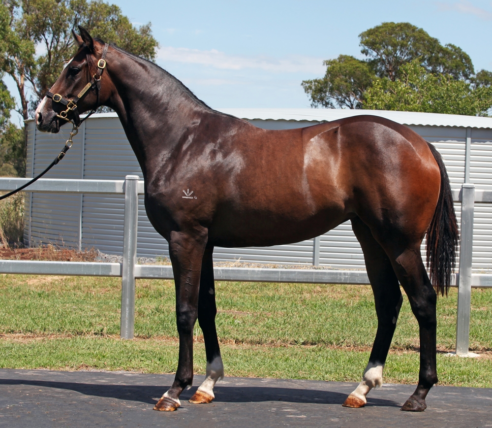 Cosmic Force (AUS) / Goldneala (AUS) 2024 Filly - Image 1