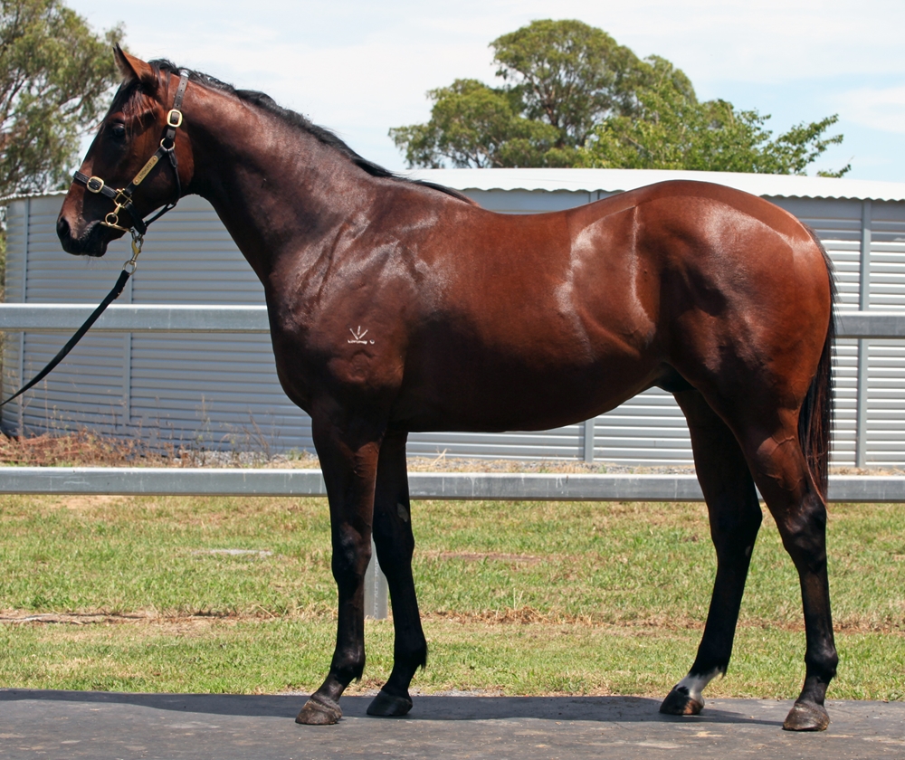 Encryption (AUS) / Hanaan (AUS) 2024 Colt - Image 1