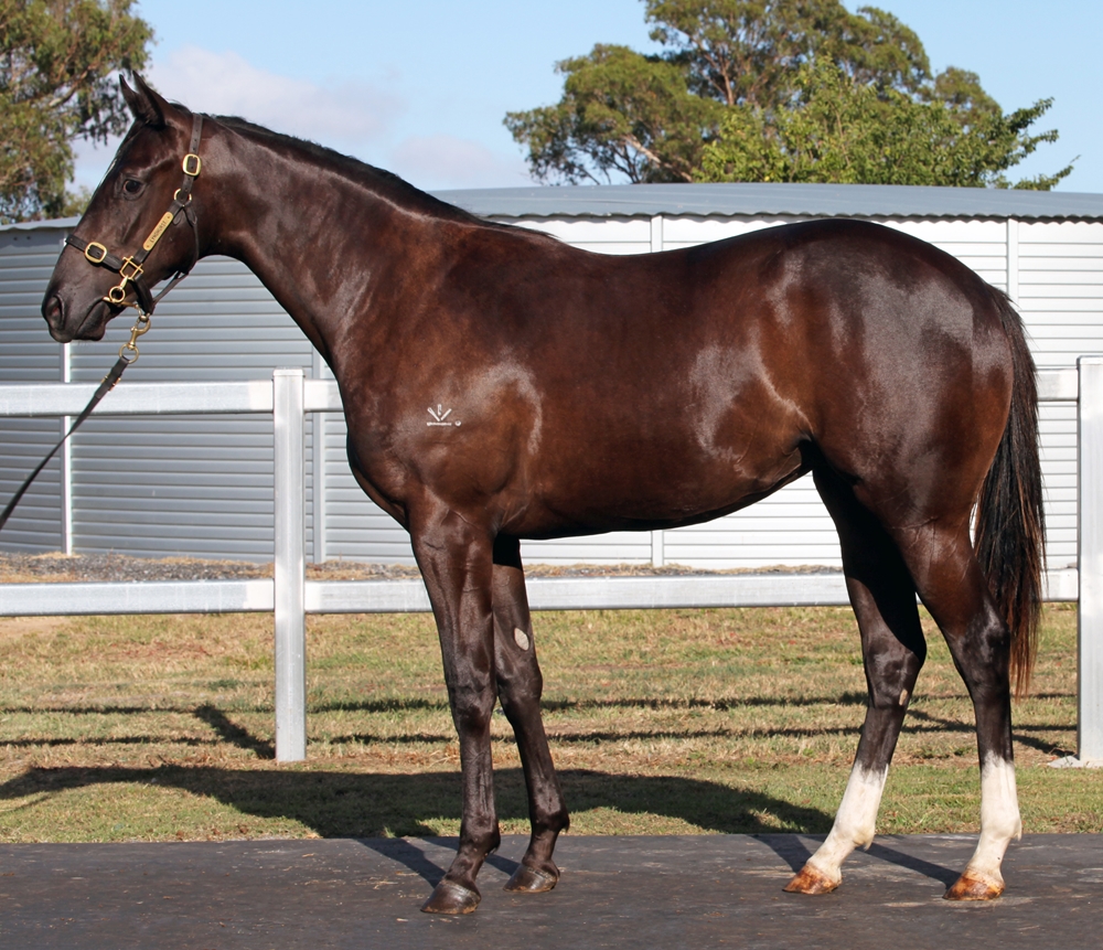 Better Than Ready (AUS) / Ilikeit Iloveit (AUS) 2024 Filly - Image 1