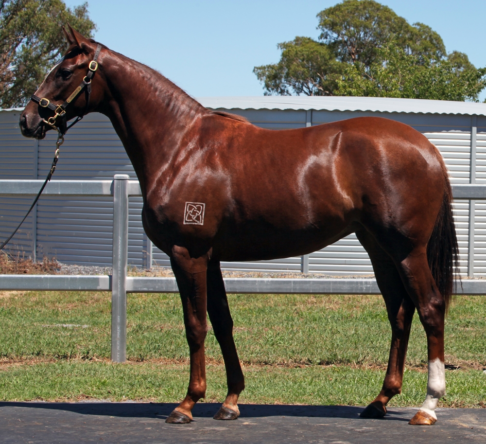 Tiger of Malay (AUS) / It's All for You (GER) 2024 Filly - Image 1