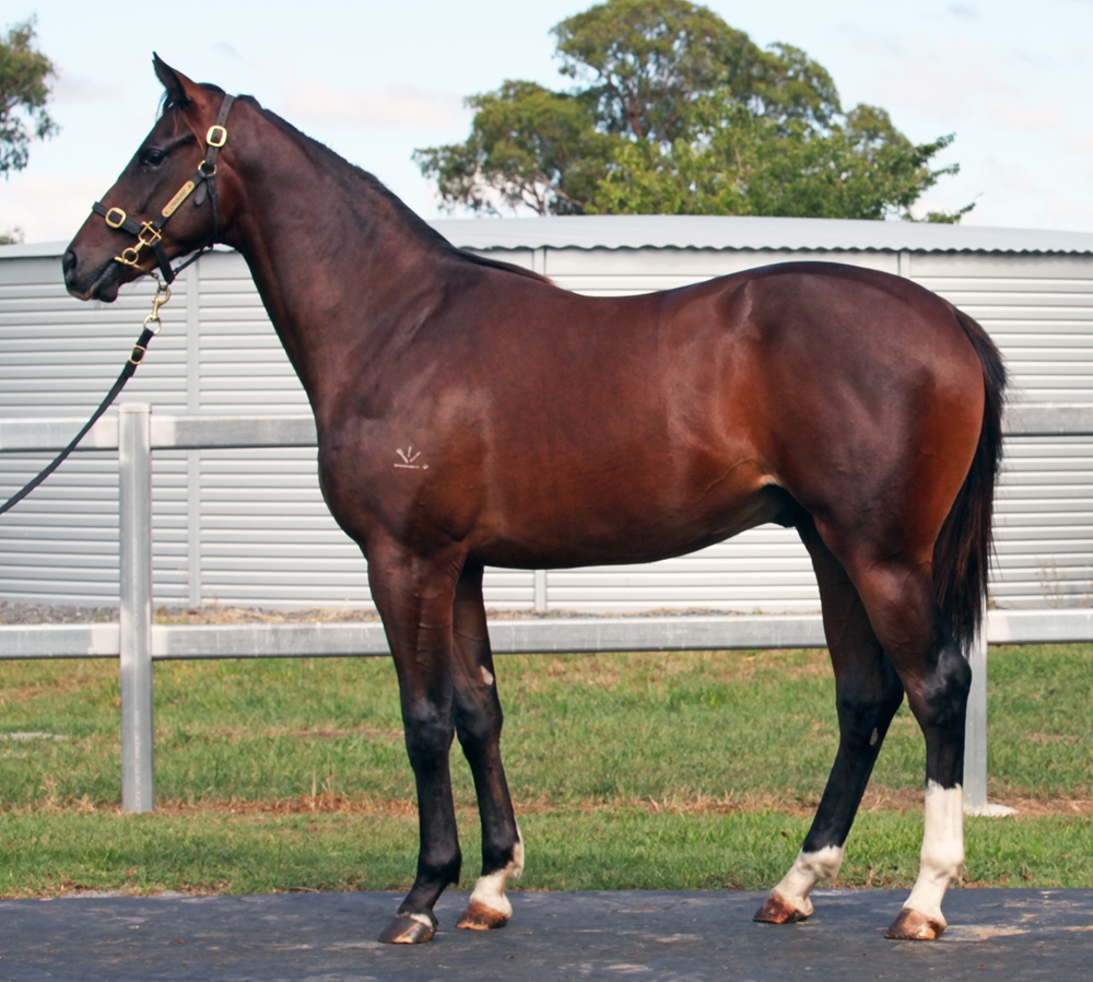 Better Than Ready (AUS) / Kokopo Kitty (AUS) 2024 Colt - Image 1