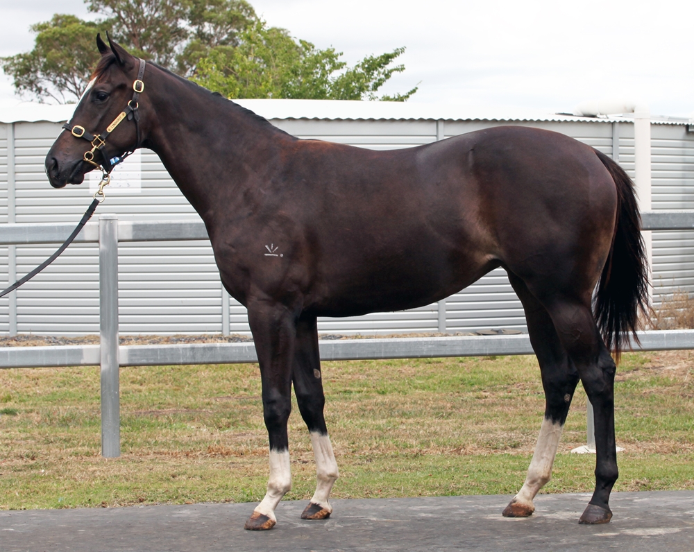 Better Than Ready (AUS) / Louisiana Miss (AUS) 2024 Filly - Image 1