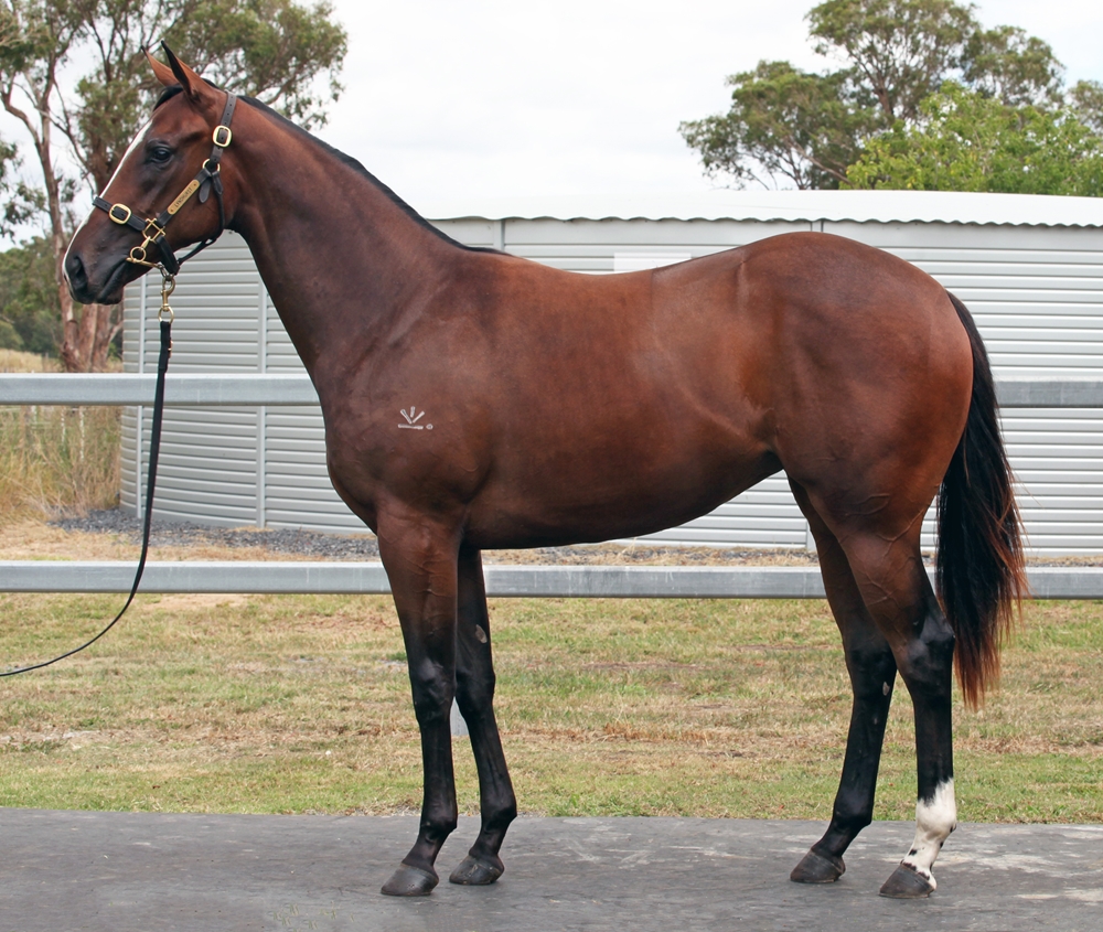 Barbaric (AUS) / Lupita (AUS) 2024 Filly - Image 1