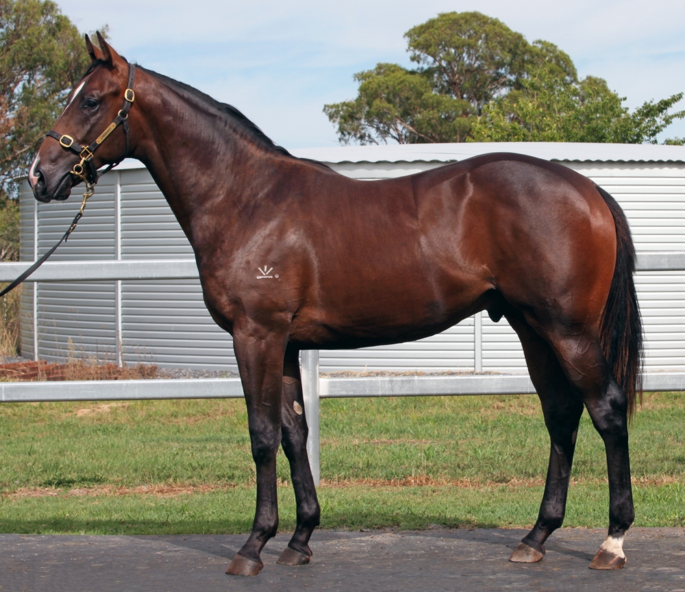 Barbaric (AUS) / Mahlia (AUS) 2024 Colt - Image 1