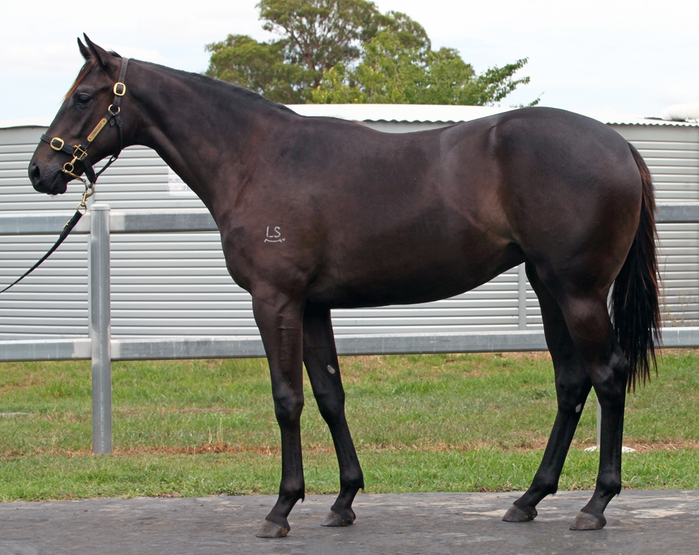 Better Than Ready (AUS) / Mash'hoodah (AUS) 2024 Filly - Image 1