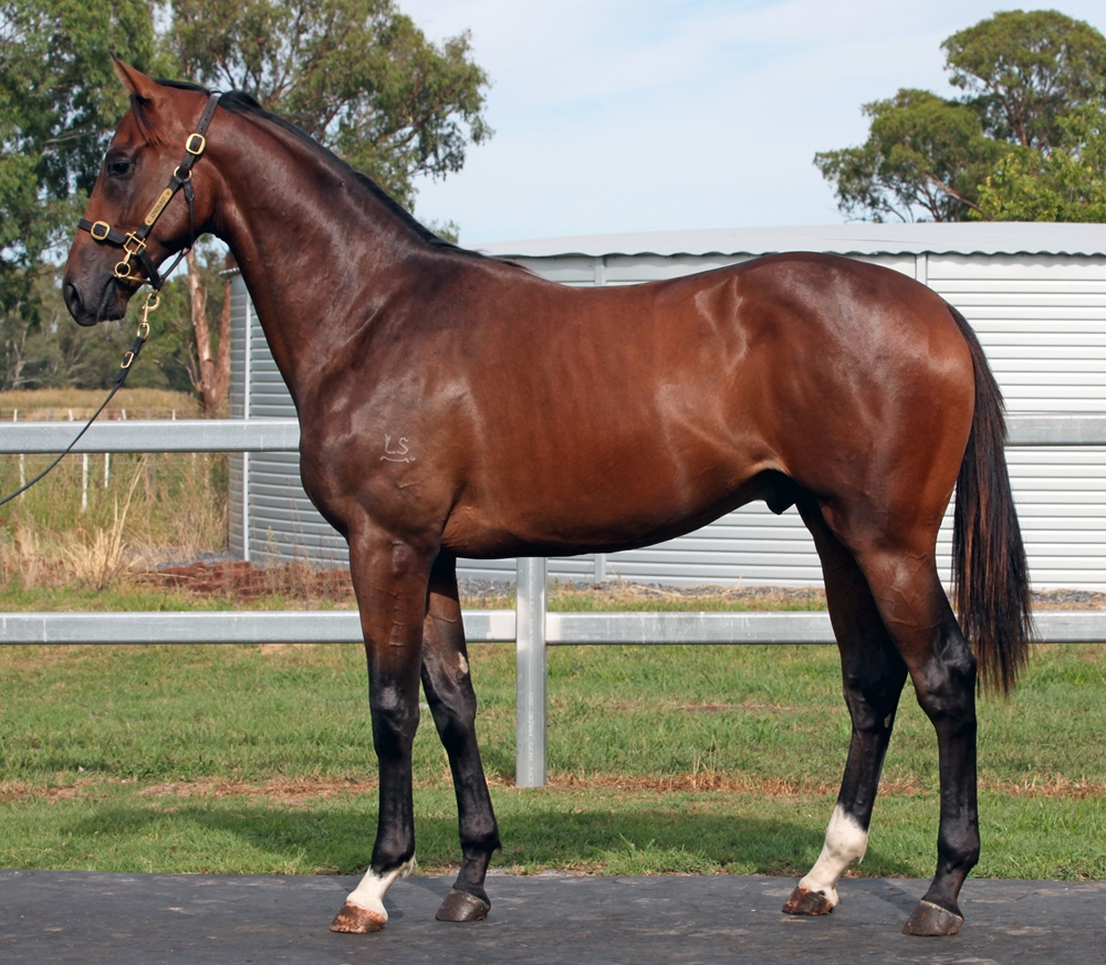 Barbaric (AUS) / Mystic Field (AUS) 2024 Colt - Image 1