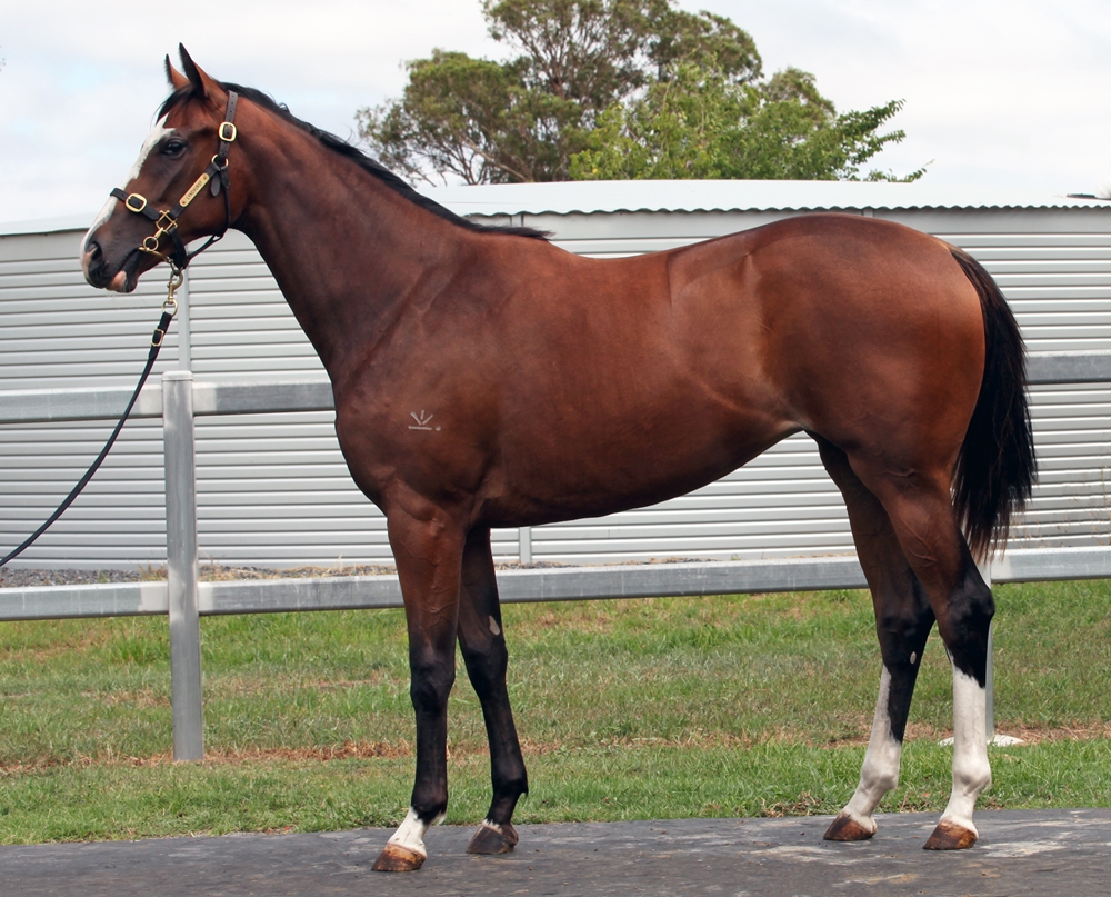 Barbaric (AUS) / Oracle Miss (AUS) 2024 Filly - Image 1