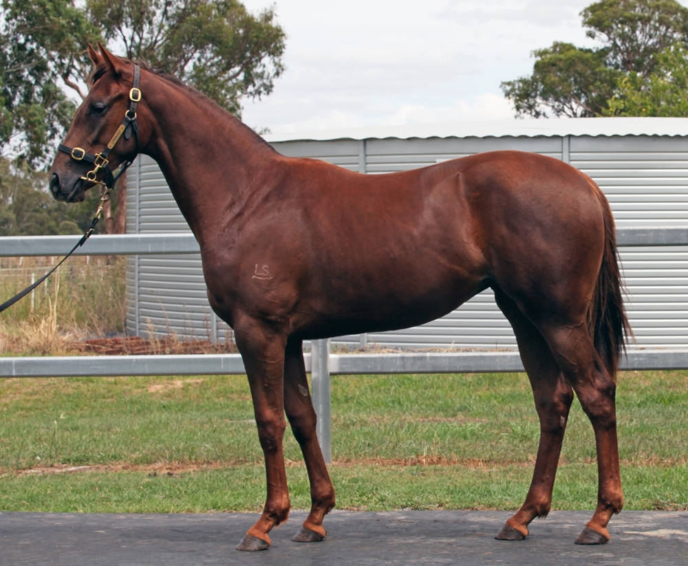 Winning Rupert (AUS) / Pegasus Miss (AUS) 2024 Filly - Image 1
